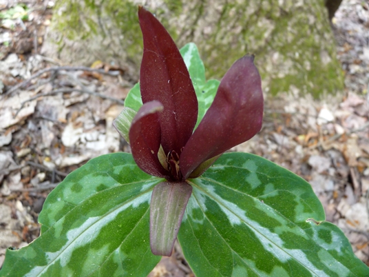 {Trillium decipiens}